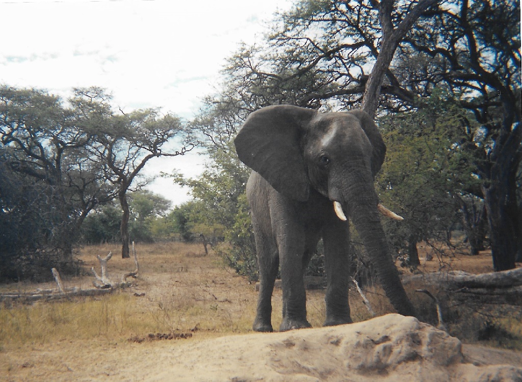 Elephant at sand stone