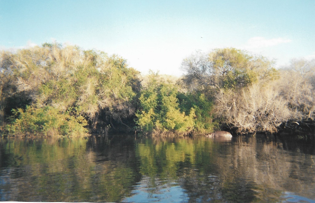 Hippo in the river