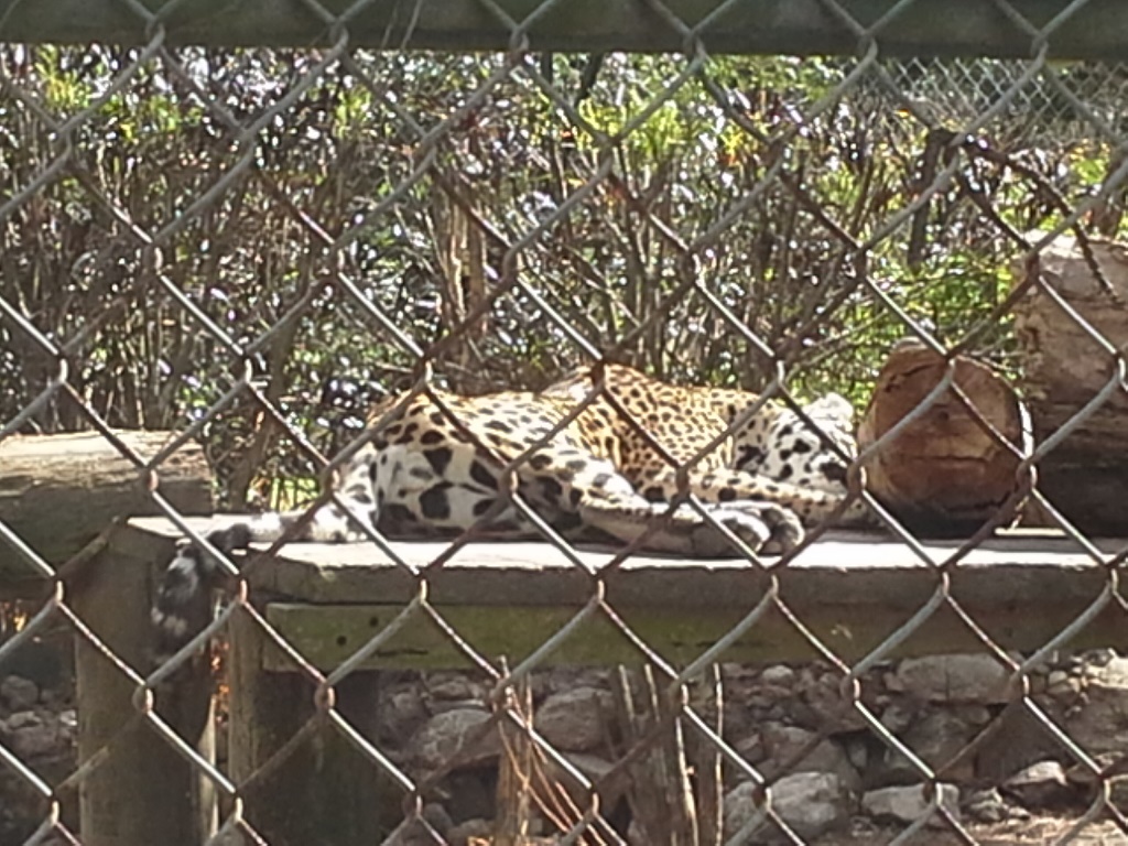 Jaguar sleeping
